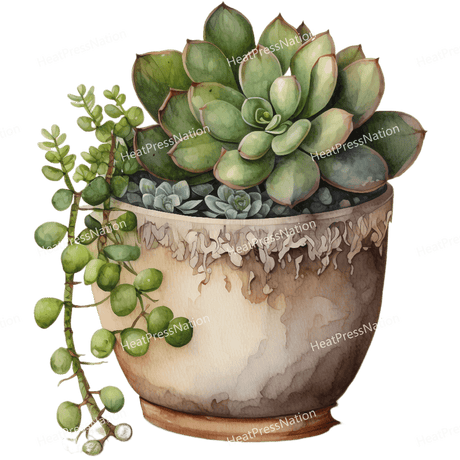 Succulents Growing Design - HeatPressNation